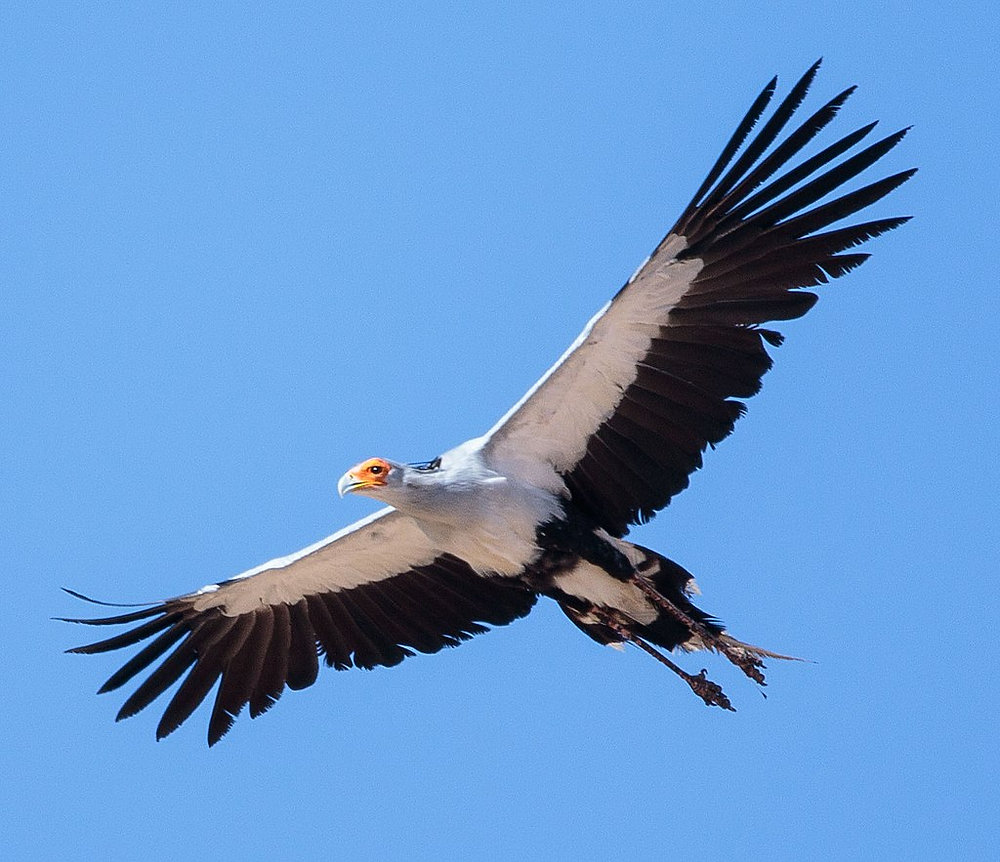 Secretary bird walking